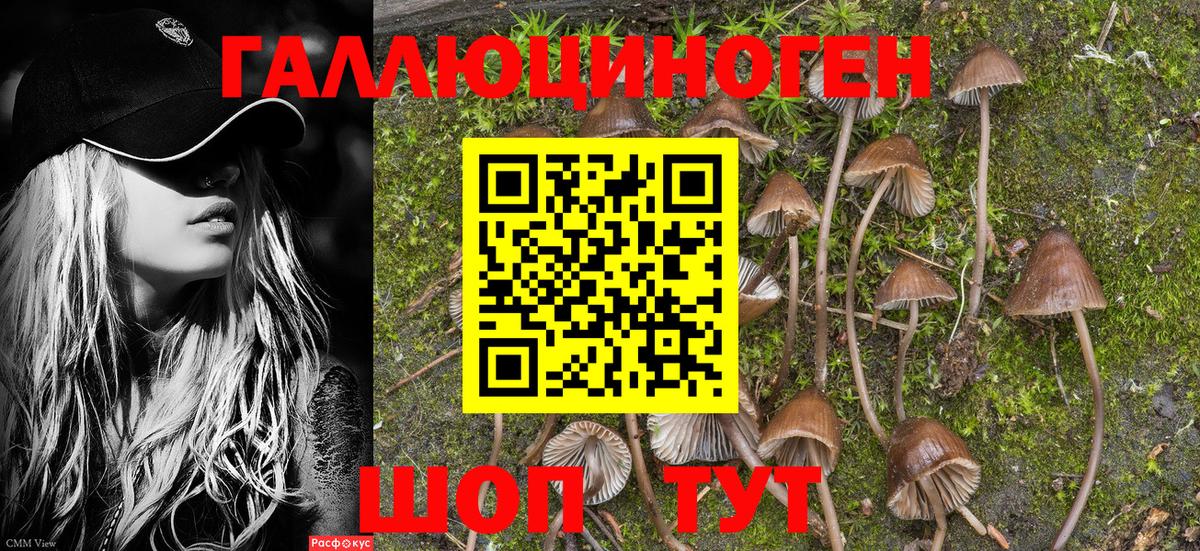 Псилоцибиновые грибы MAGIC MUSHROOMS  Псилоцибиновые грибы прущие грибы  Лабинск  Вход с VPN 